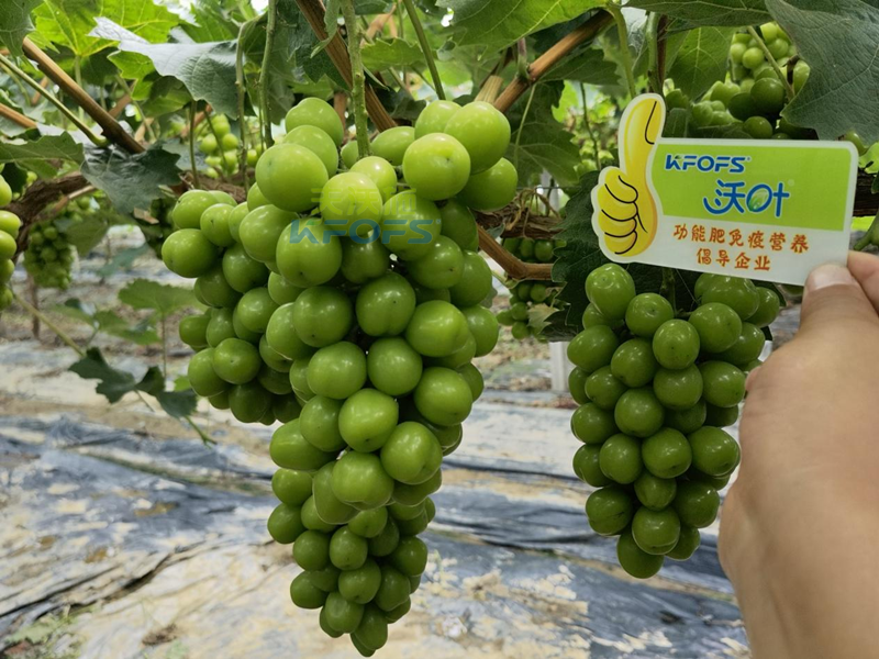 水溶肥，果樹種植戶認準夫沃施