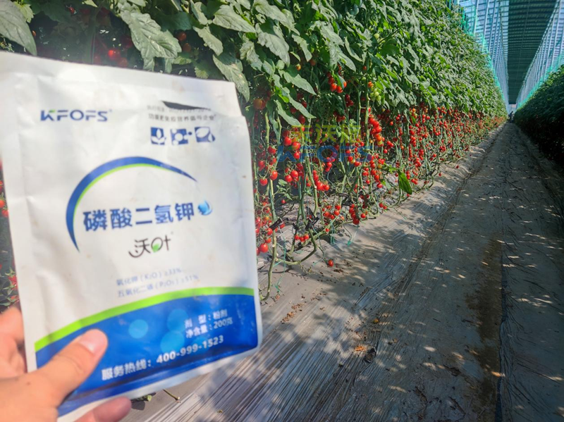 磷酸二氫鉀哪家好？張總選擇沃葉