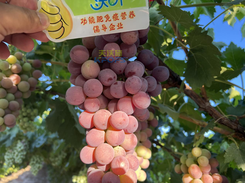 水溶肥怎么選，為啥種植戶認可沃葉?