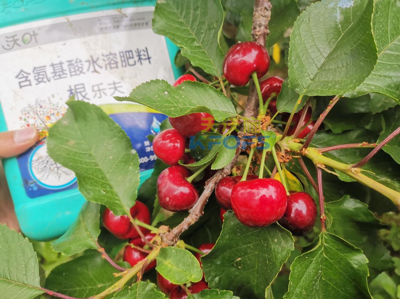 水溶肥哪家好？為何他們選沃葉？