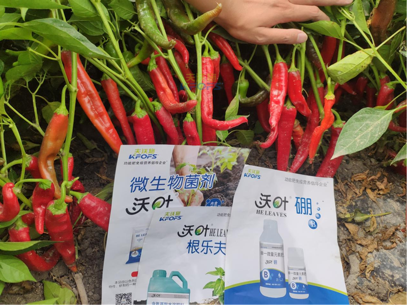 水溶肥怎么用效果好？