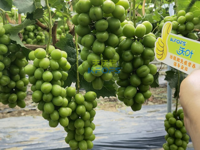 水溶肥-陽(yáng)光玫瑰葡萄用沃葉水溶肥.png