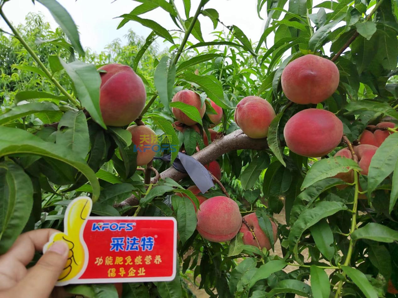 桃樹施什么肥料好？