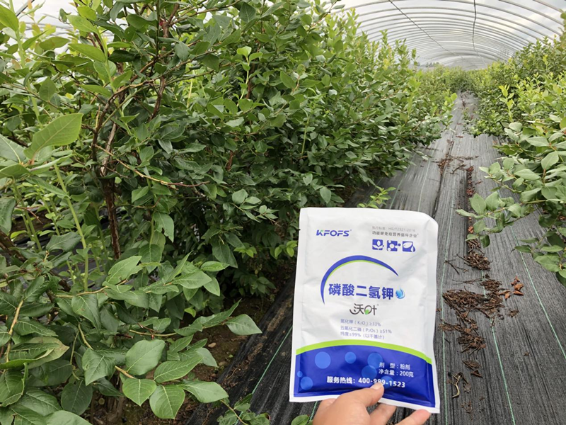 磷酸二氫鉀怎么用效果好？