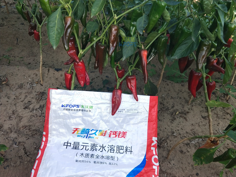 鈣肥對(duì)辣椒的作用-無(wú)畸久彩鈣鎂肥.png