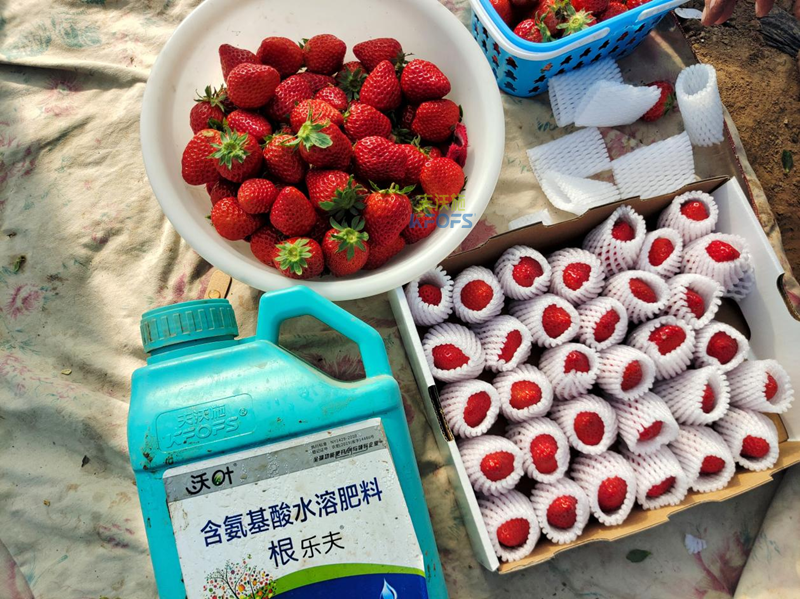 生根劑-草莓用沃葉根樂(lè)夫生根劑.png