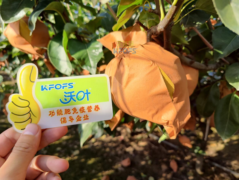 果樹結果應該施什么肥