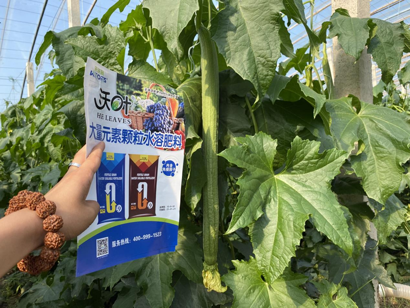 蔬菜施什么肥長得快又好？