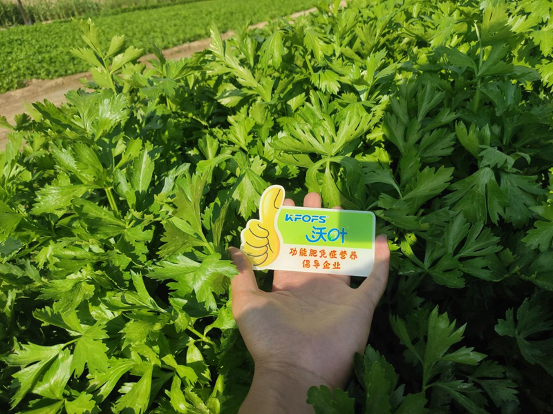 芹菜用什么水溶肥，張大叔更放心？