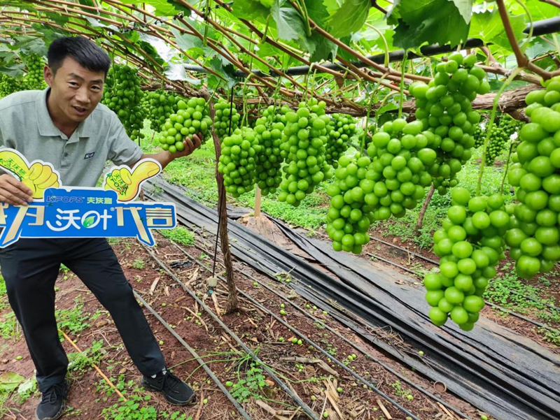 葡萄樹施什么肥？