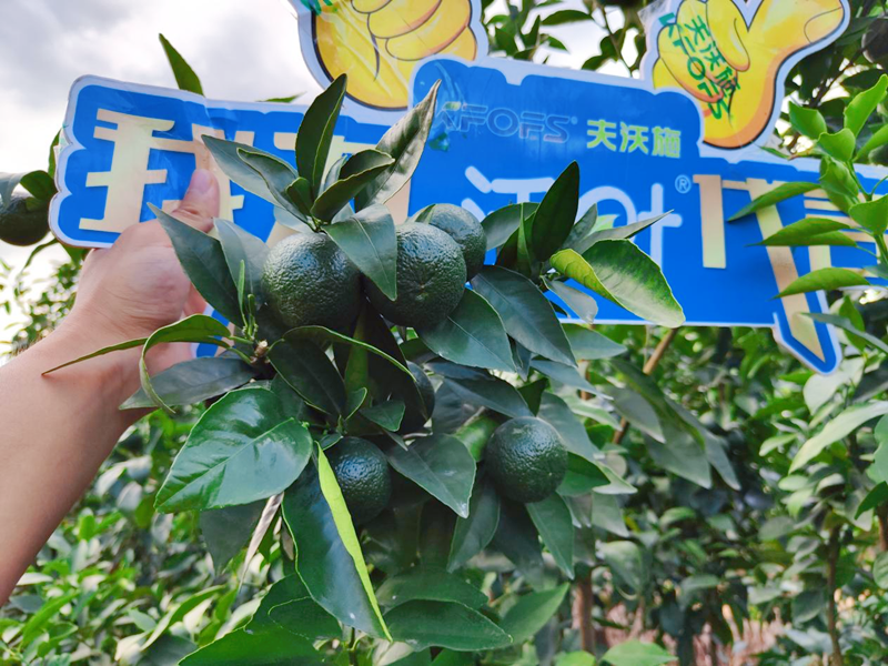 果樹(shù)用什么水溶肥效果好？他們認(rèn)可這款