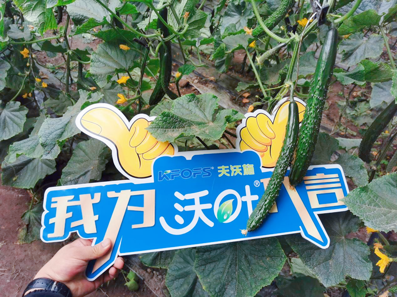 水溶肥效果怎么樣？