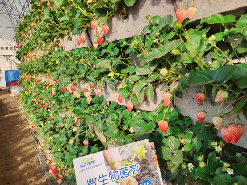 微生物菌劑用在草莓上效果怎么樣？