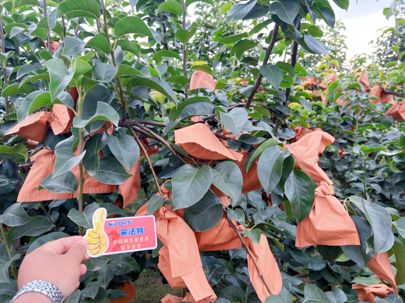 果樹(shù)掛果后施什么肥？