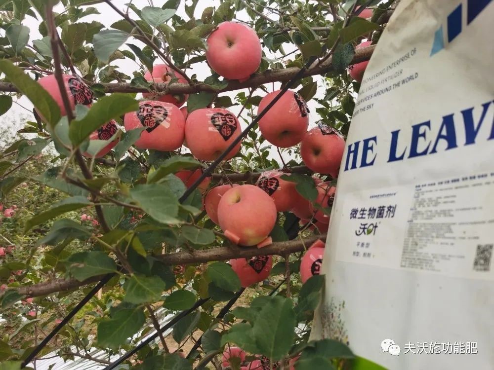 什么肥料能讓土壤變松？-蘋果.jpg