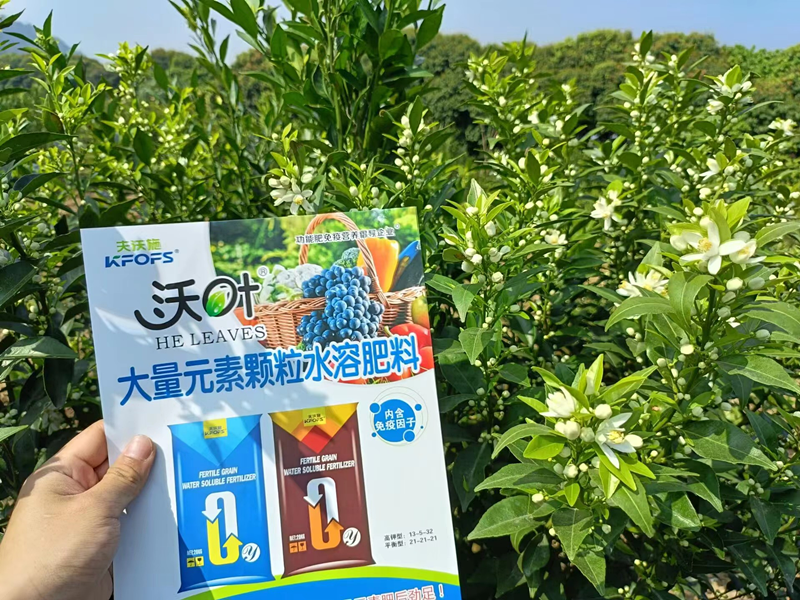 沃柑用什么效果好？夫沃施案例