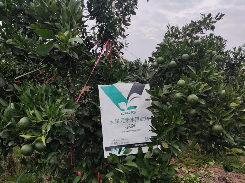 柑橘樹(shù)施什么肥最好？大量元素不可少