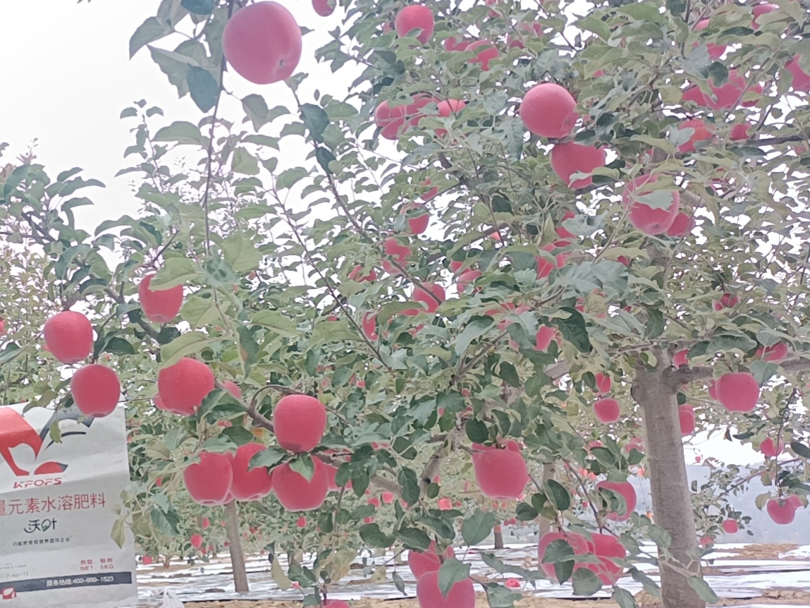 蘋果樹用什么肥料好？甘肅案例
