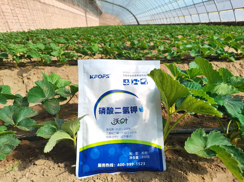 種草莓用什么肥料好？