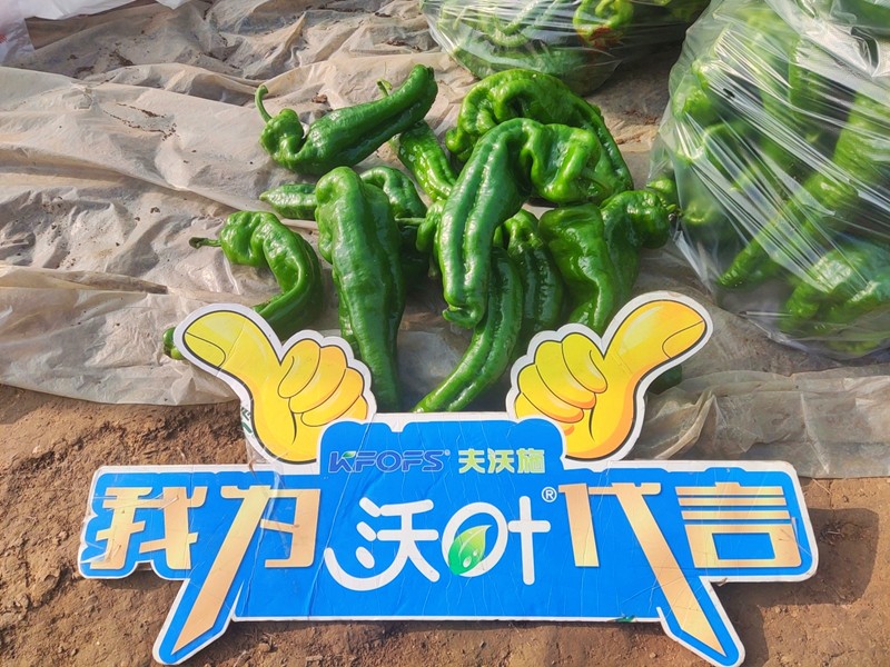 【已用】回訪時間：2022年11月20日，回訪地址：河南省永城產(chǎn)品：沃葉顆粒肥，回訪作物：辣椒使用效果：農(nóng)戶使用夫沃施沃葉顆粒肥長勢旺盛，開花多，結(jié)果量大，一個辣椒就重達半斤重 (10).jpg