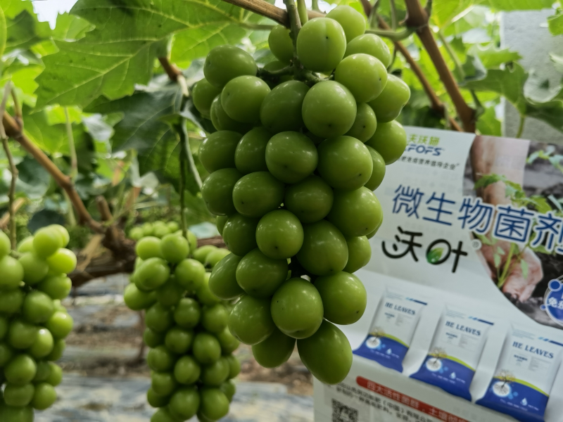微生物菌劑哪個牌子好？李大姐認可沃葉！