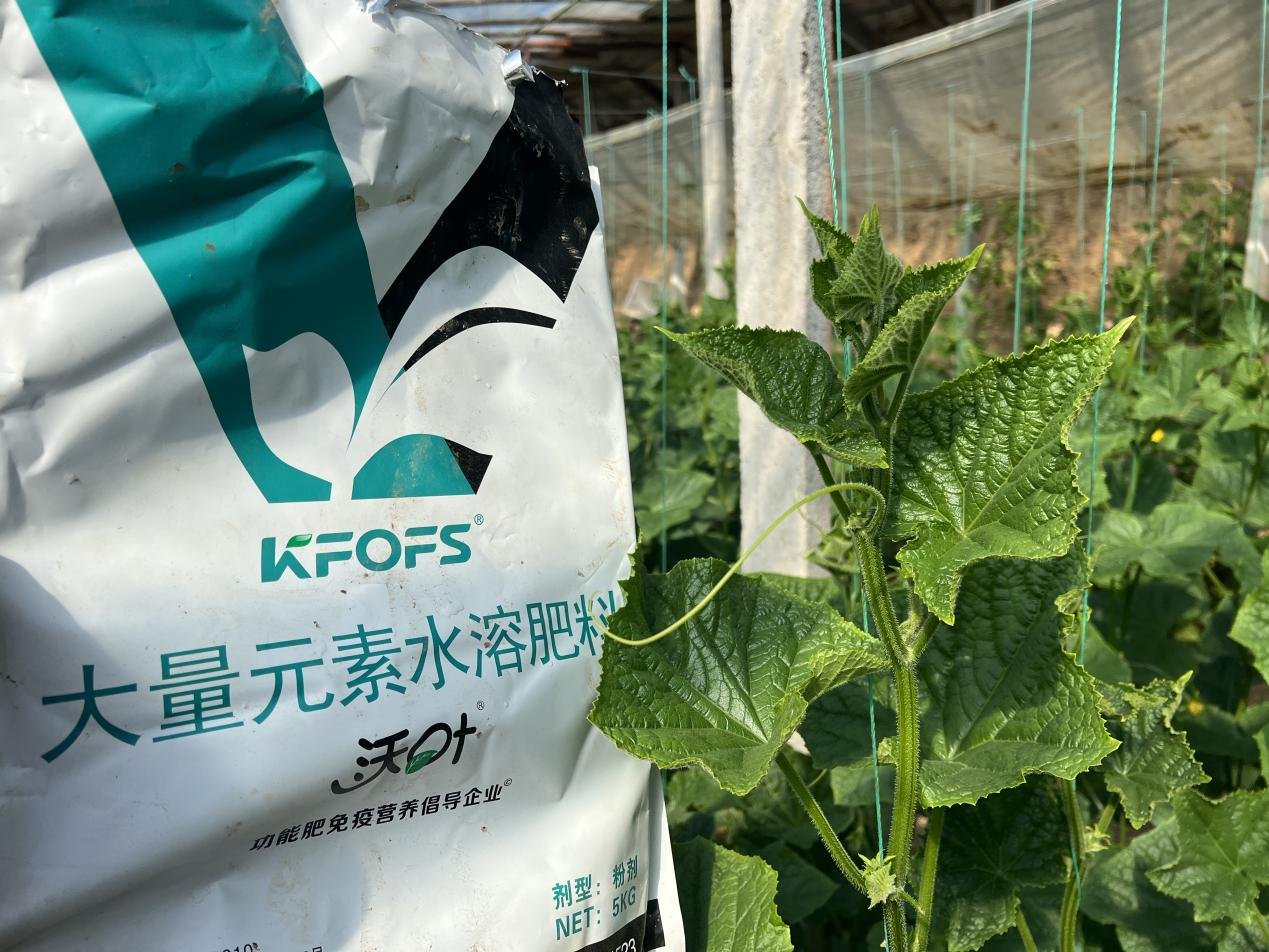 水溶肥如何調理黃瓜條直黑亮下瓜快？