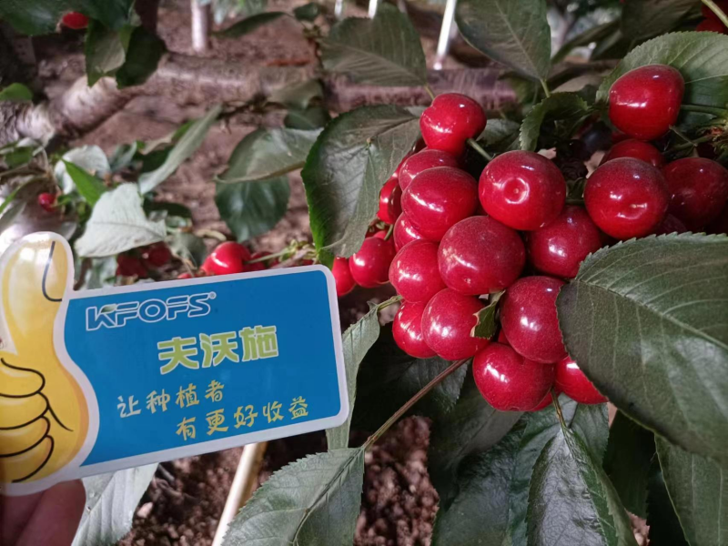 櫻桃施什么肥最大最甜？案例告訴你