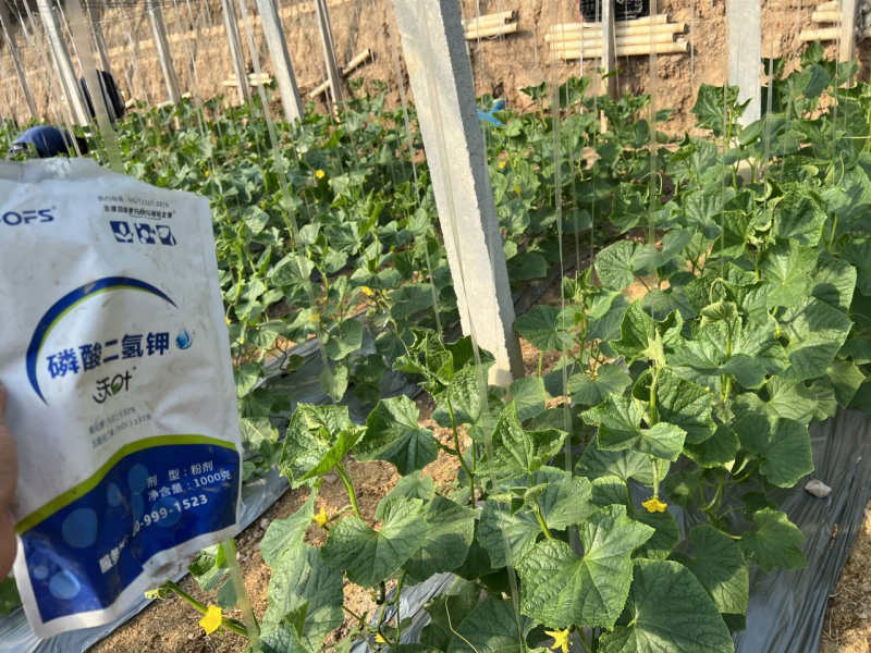 磷酸二氫鉀哪家好？趙大哥推薦沃葉