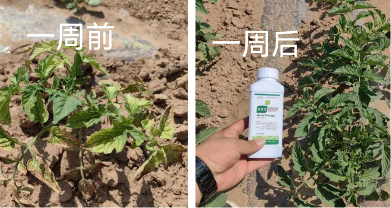 作物藥害怎么解決？找安法戈