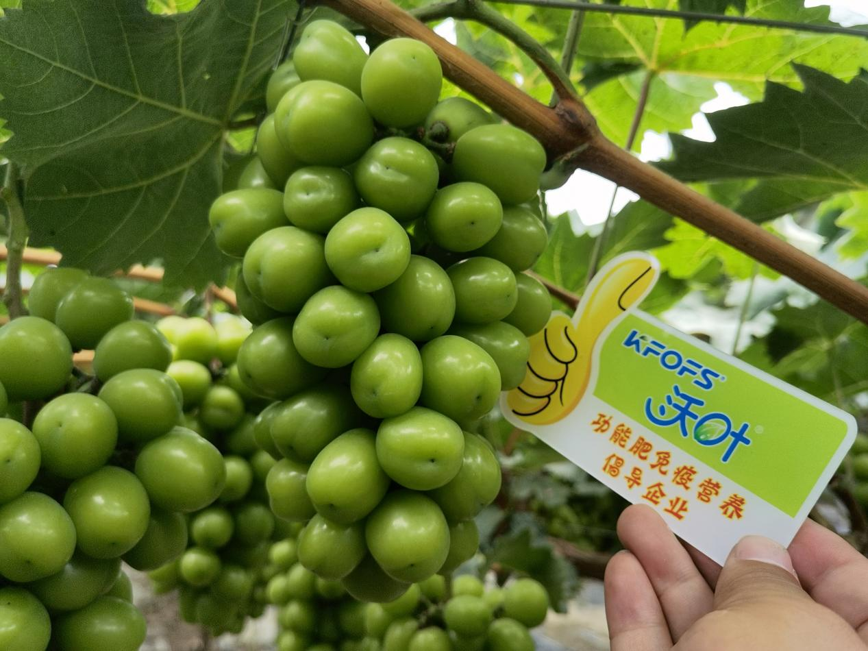 中量元素在作物生長(zhǎng)過程中的重要作用，你真的了解嗎？