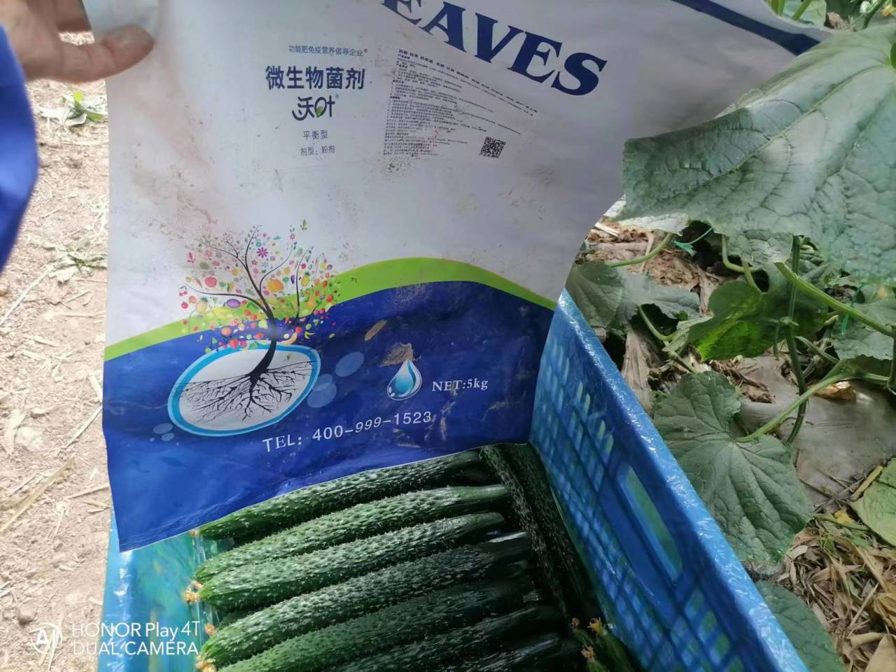 微生物菌劑用多了會(huì)燒根嗎？