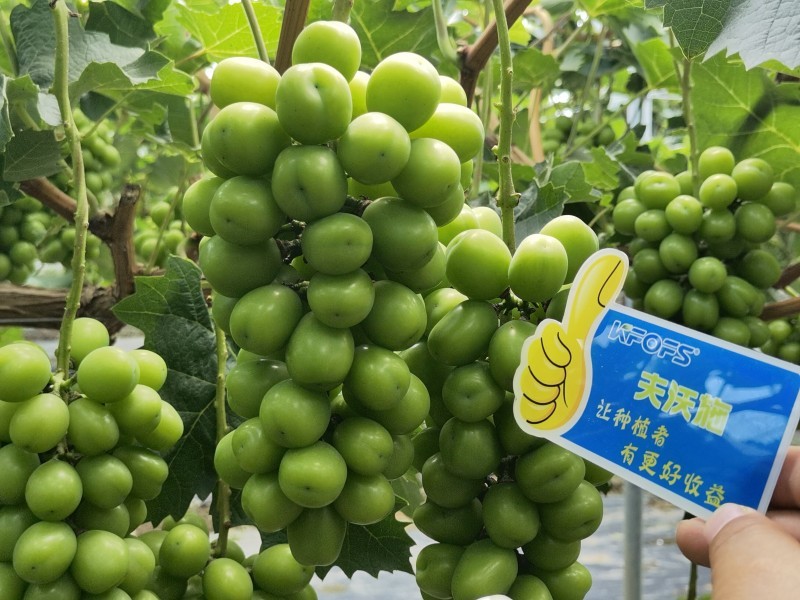 【已用】2022年7月21日，回訪地址：江蘇鹽城使用產(chǎn)品沃水寶粉劑，回訪作物：陽光玫瑰使用效果：使用沃水寶粉劑陽光果粒均勻糖度高，穗型緊湊，膨果均勻，沒有大小?，F(xiàn)象，單果粒重量以經(jīng)達(dá)到16克 (5).jpg