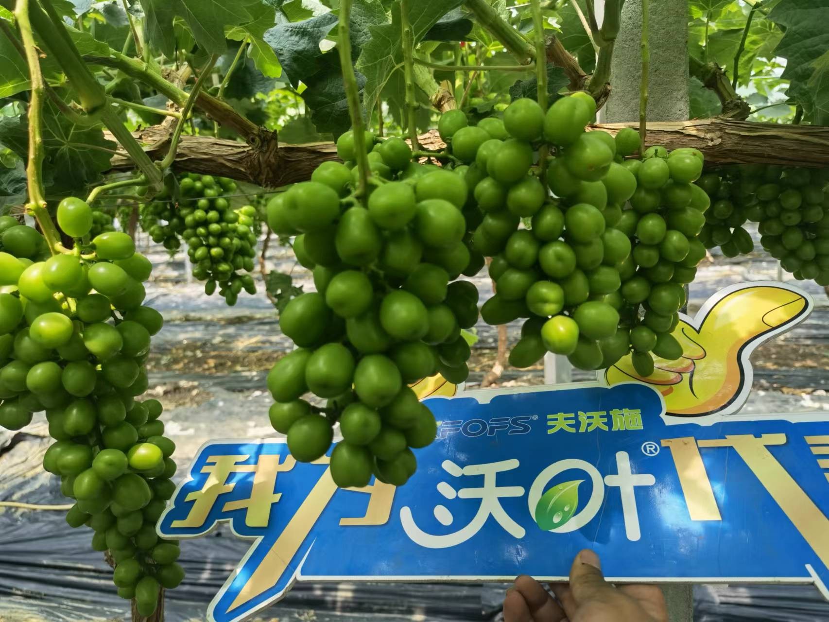 回訪時(shí)間：2022年6月26日，回訪地址：江蘇鹽城大豐使用產(chǎn)品：沃葉整套系列產(chǎn)品，回訪作物： 陽光玫瑰使用效果：全程使用沃葉陽光玫瑰，樹勢健壯，葉片寬大濃綠、肥厚。果穗漂亮，預(yù)計(jì)畝產(chǎn)6000斤。 (9).jpg