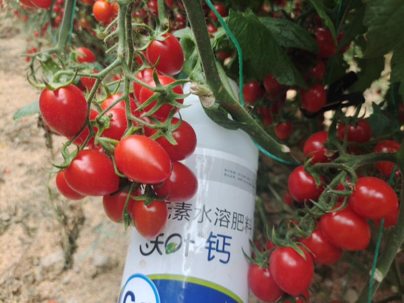 鈣肥有哪些？