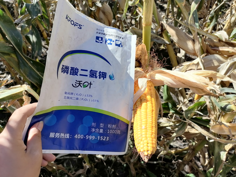 磷酸二氫鉀在玉米上效果怎么樣？