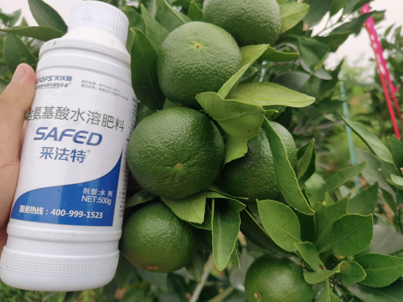 “倒春寒”果樹如何預防-柑橘用采法特葉面肥效果.png