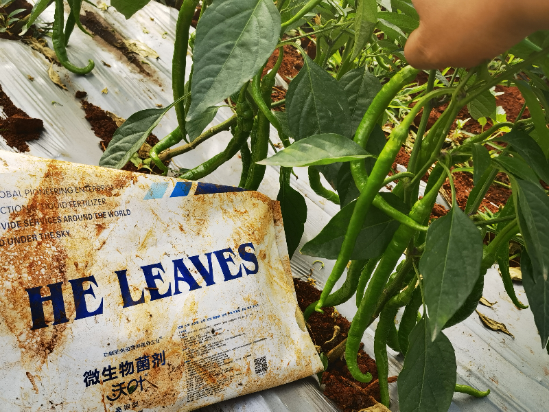 微生物菌劑在辣椒上效果怎么樣？