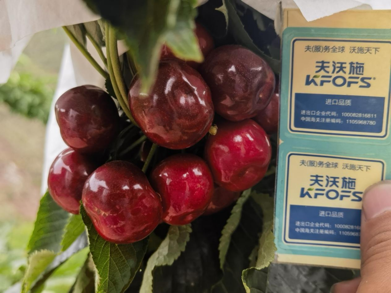 櫻桃樹(shù)春季施肥方法與時(shí)間