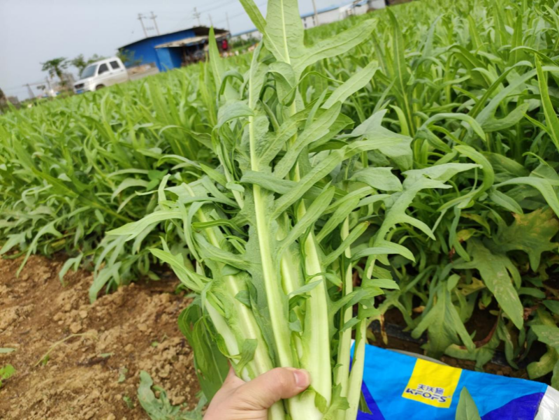 水溶肥全程管理葉菜品質(zhì)好、產(chǎn)量高