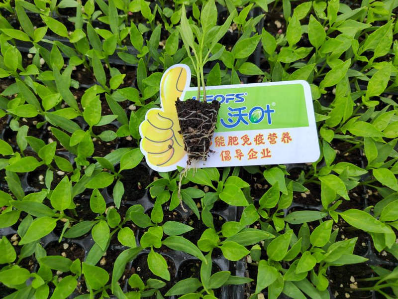辣椒管理與施肥技術-辣椒用沃葉水溶肥效果.png