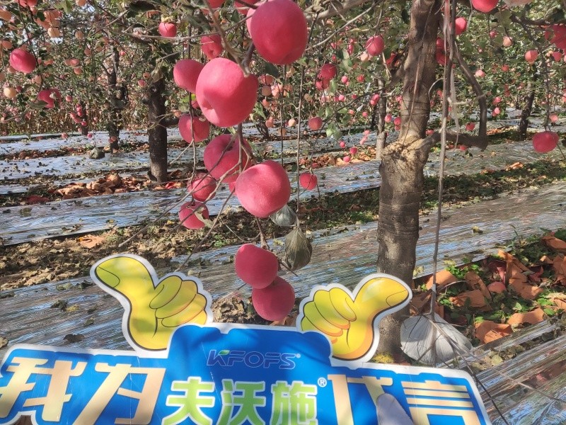 葉面肥你會(huì)用嗎？