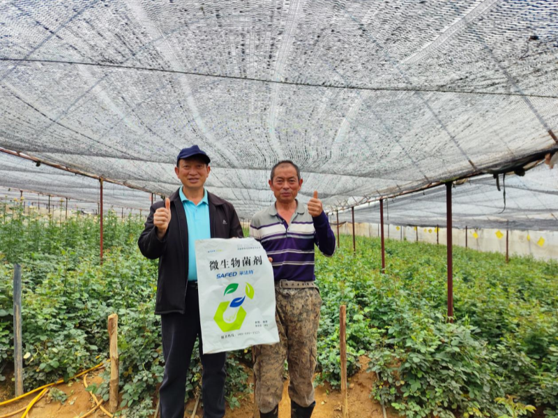 玫瑰花施肥施什么肥料？