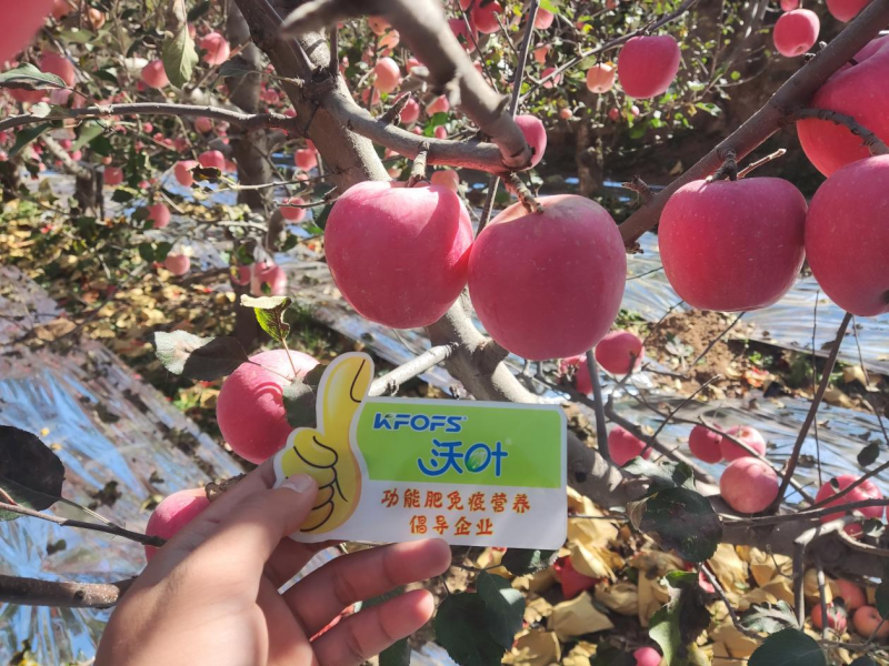 蘋果施肥指導方案—沃葉水溶肥效果.png