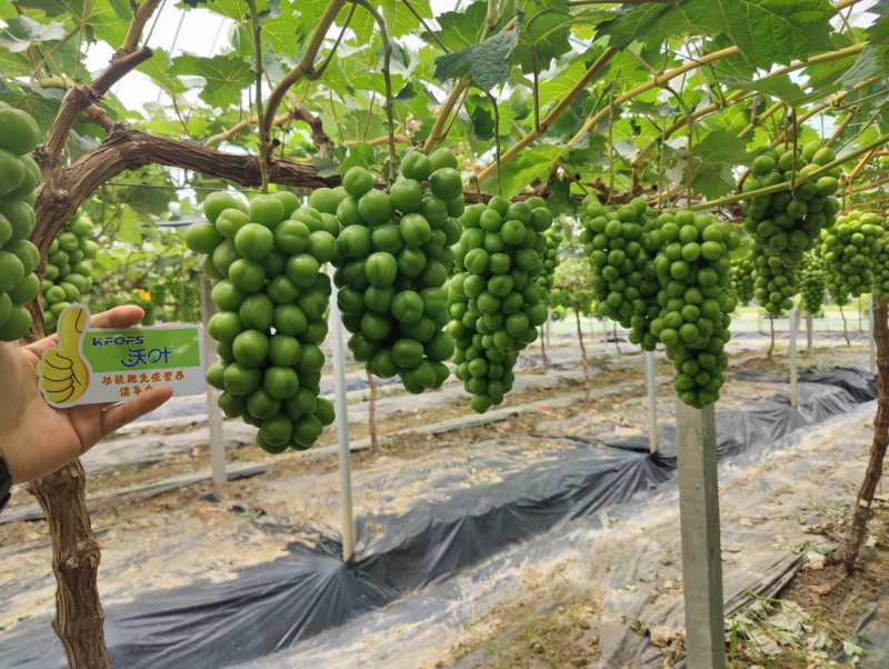 陽(yáng)光玫瑰葡萄施肥方案，附詳細(xì)表格