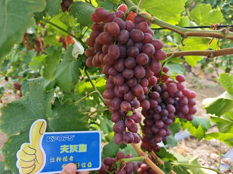 微生物菌劑的作用，你知道嗎？