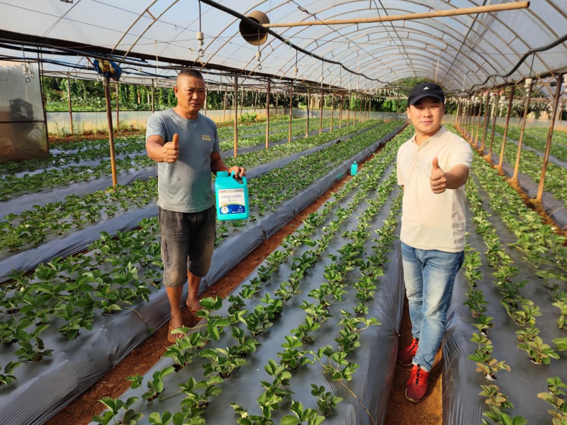 草莓施肥用什么肥料好？
