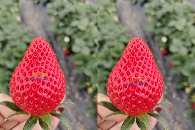 草莓施什么肥料果大？
