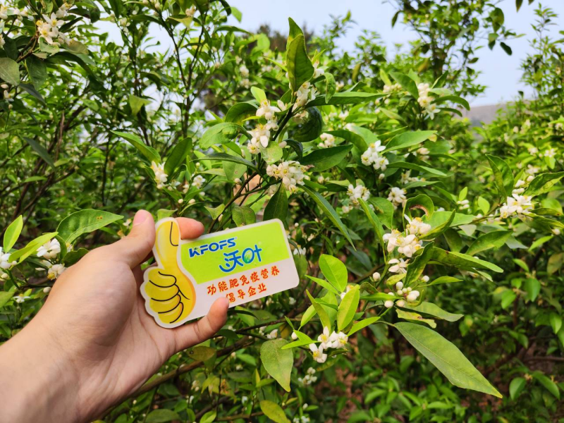 柑橘開花期需要施什么肥？