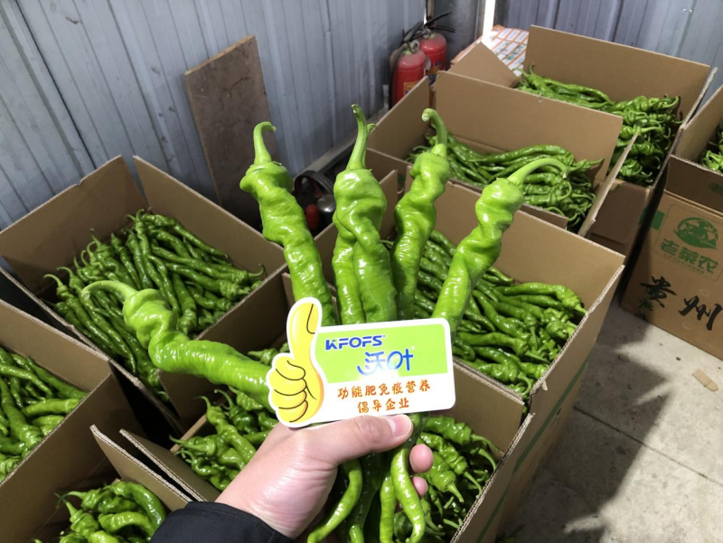 種辣椒用什么肥料比較好？