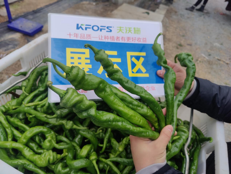 辣椒用什么肥料？